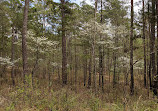 Oconee National Forest