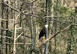 Bear Hollow Wildlife Trail