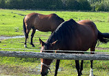 Harmony Acres Campground