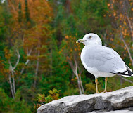 Indian Head Cove