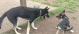 Normanskill Farm Dog Park