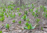 Schiffendecker Farm Preserve