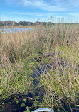 Gator Airboat Rides