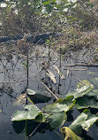 Gator Airboat Rides