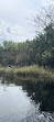 Gator Airboat Rides