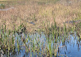 Gator Airboat Rides