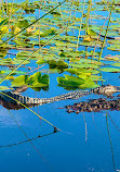 Gator Airboat Rides