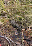 Gator Airboat Rides