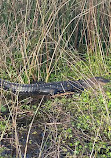 Gator Airboat Rides