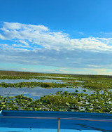 Gator Airboat Rides