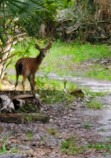 Kissimmee Prairie Preserve Family campground