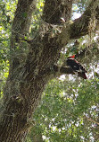 Kissimmee Prairie Preserve Family campground