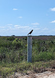 Kissimmee Prairie Preserve Family campground