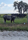 Kissimmee Prairie Preserve Family campground