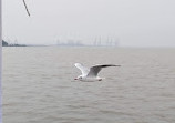 Elephanta ferry station