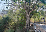 Sanjay Gandhi National Park