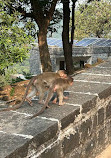 Sanjay Gandhi National Park