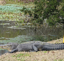 Arcadian Shores Golf Club