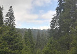 Sequoia Crest