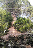 Sequoia Crest