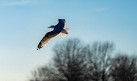 Shelby Farms Park