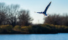 Shelby Farms Park