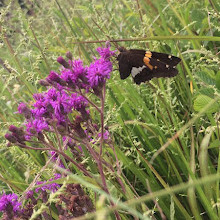 Shelby Farms Park