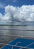 Airboat swamp tours