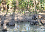 Airboat swamp tours