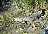 Airboat swamp tours