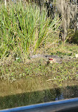 Airboat swamp tours