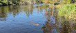 Airboat swamp tours