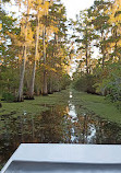 Airboat swamp tours