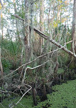 Airboat swamp tours