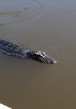 Airboat swamp tours