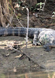 Airboat swamp tours