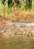 Airboat swamp tours