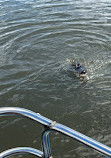 Airboat swamp tours