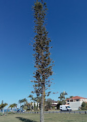 Victoria Point Beach Front Walk