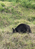 Griffiths Island Reserve