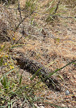 Hallett Cove Headland Reserve