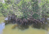 Safety Harbor Nature Boardwalk