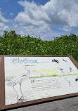 Safety Harbor Nature Boardwalk