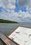 Safety Harbor Nature Boardwalk