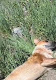 Little Rock Canyon Trail