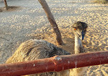 UAE Pygmy Zoo