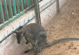 UAE Pygmy Zoo