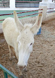 UAE Pygmy Zoo