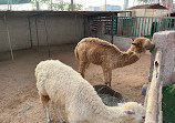 UAE Pygmy Zoo