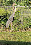 Wasit Wetland Centre